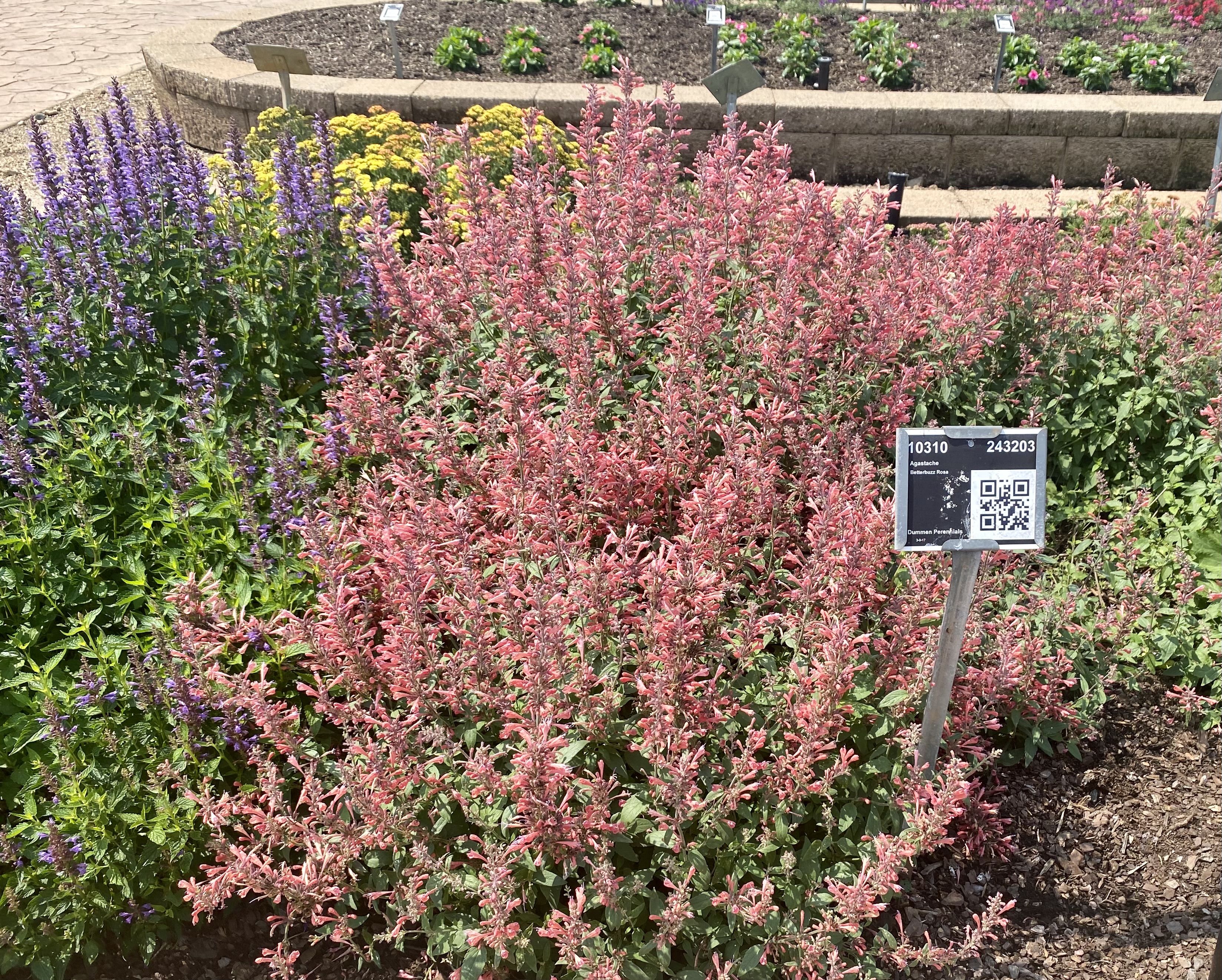 Plant with pink blooms.